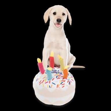 Puppy Training Toys - 5 Pieces