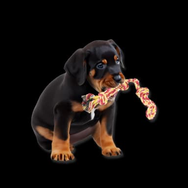 Dog Toy Set - 11 Pieces
