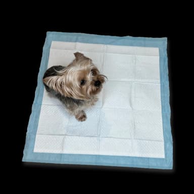 Pet Training Pads