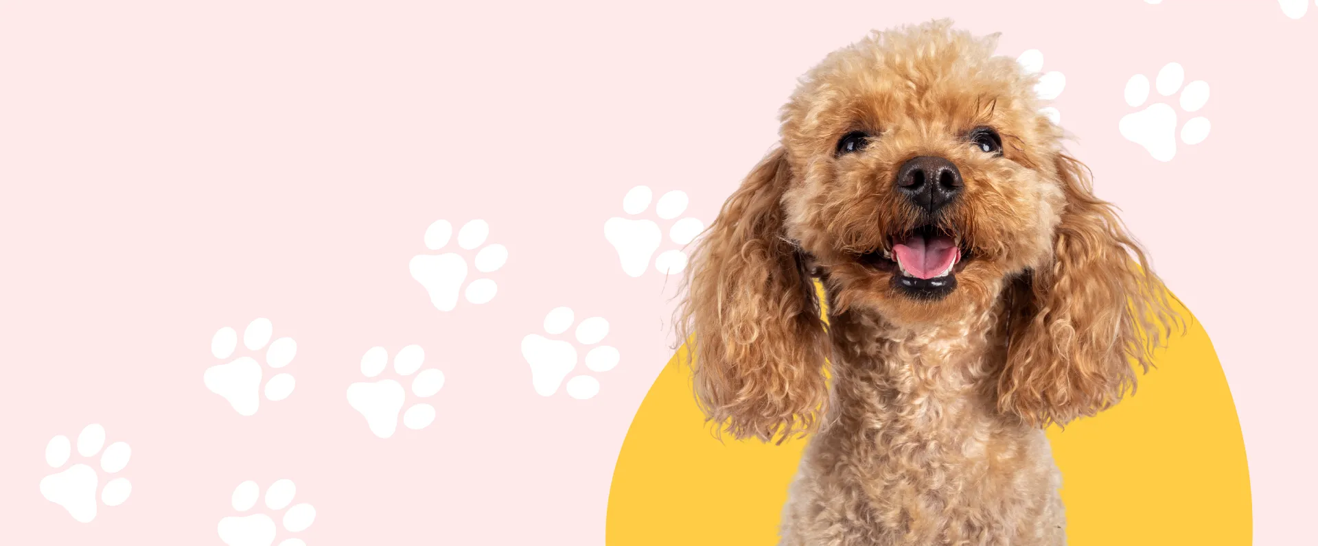 Tails Wags Start Here.