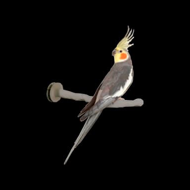 Comfort Bird Perch – Thermo Design